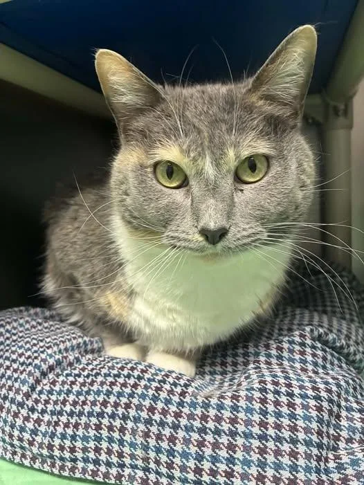 Jolynda C thumbnail 2