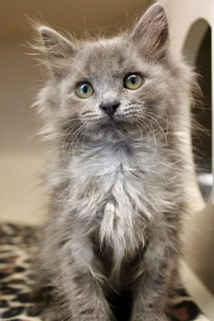 A baby medium-sized female Domestic Short Hair cat named Stella for adoption in Morgantown, KY