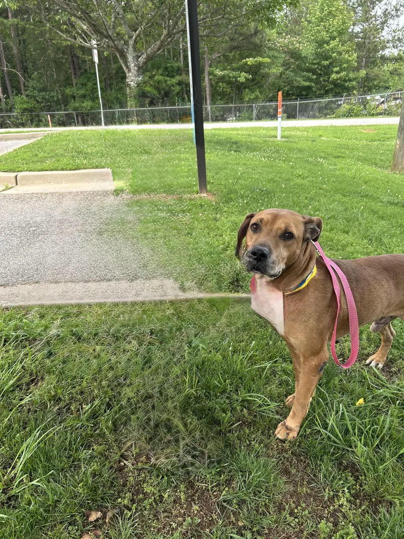 A senior large-sized male Labrador Retriever dog named Chance “chase” for adoption in Winder, GA