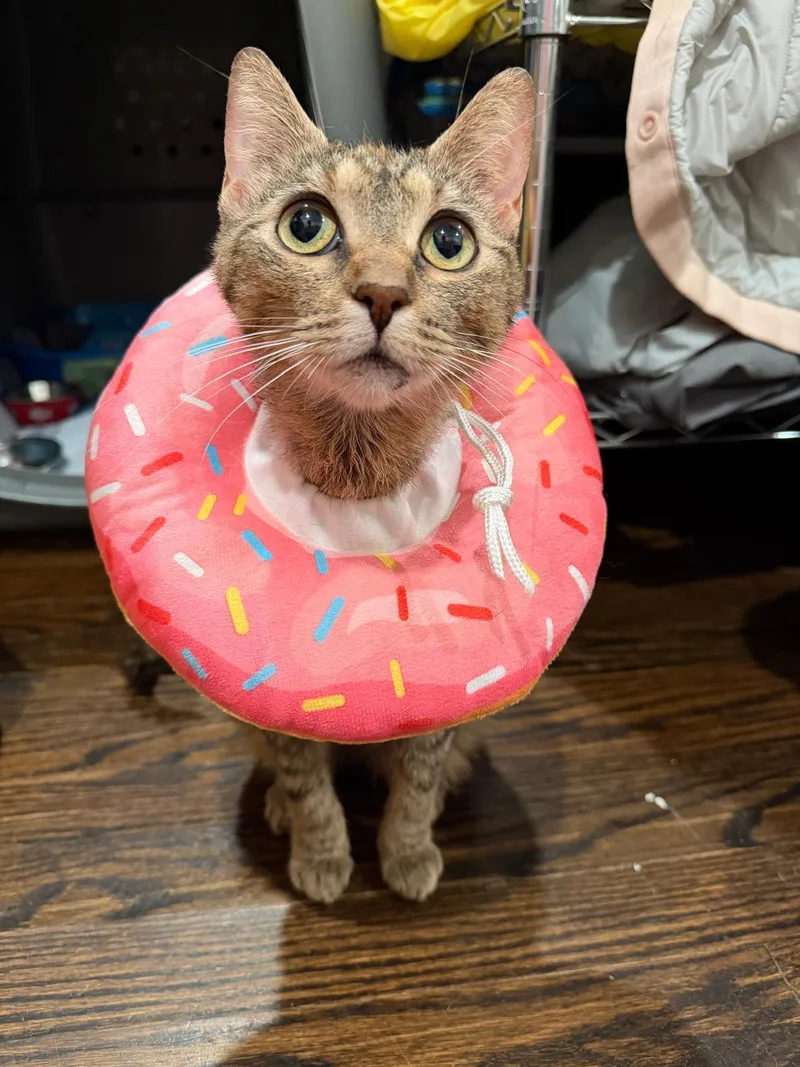 An adult small-sized female Buff / Tan / Fawn Calico cat named Tracy for adoption in Tucker, GA