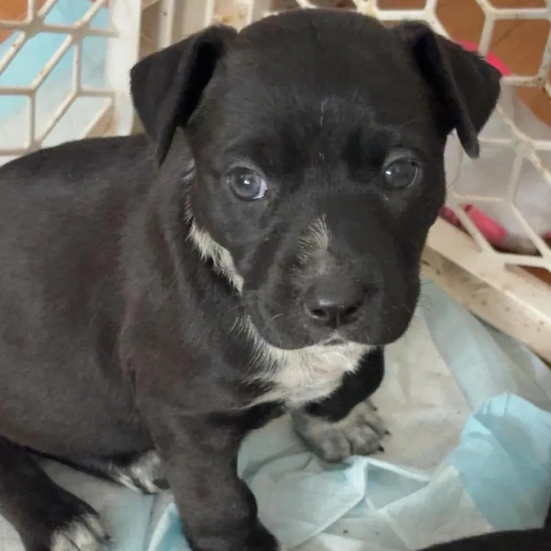 A baby small-sized female Black German Shepherd Dog dog named Raya for adoption in Chillicothe, IL