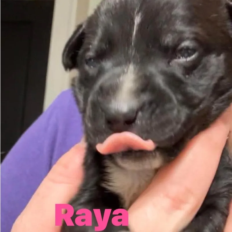 Raya thumbnail 2