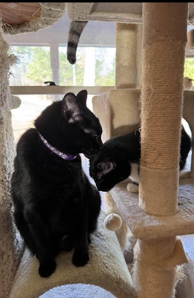 Harriett thumbnail 2