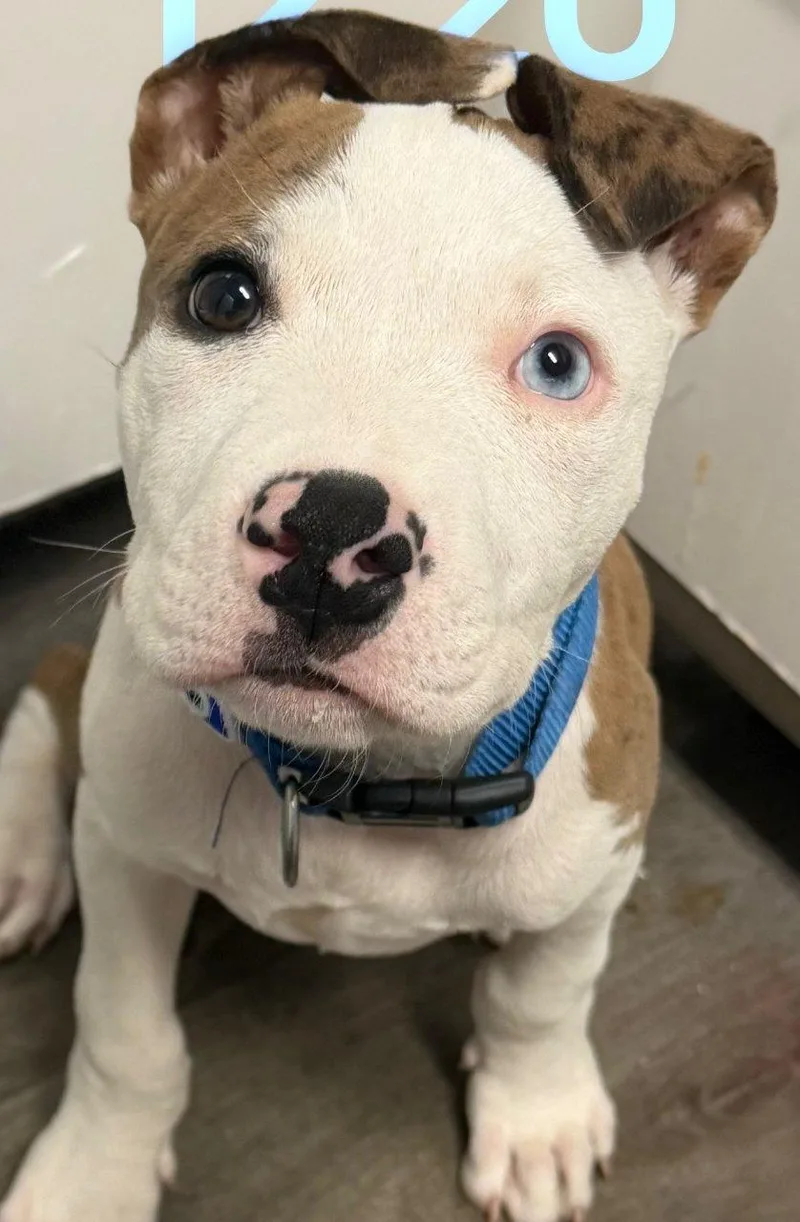 A baby small-sized male Yellow / Tan / Blond / Fawn Mixed Breed dog named Bruno for adoption in Raleigh, NC