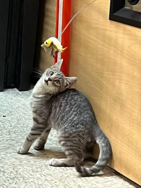 A young medium-sized male Domestic Short Hair cat named Silver for adoption in Greenville, DE