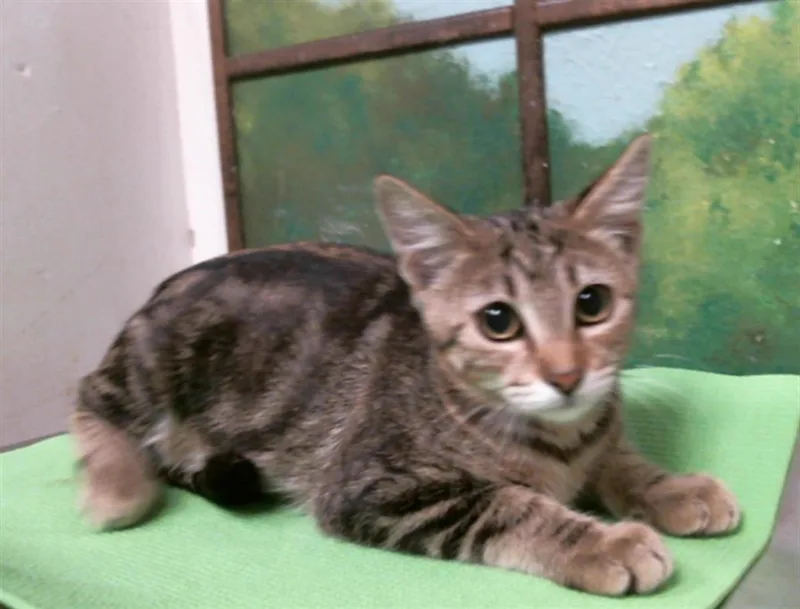 A baby small-sized female Domestic Short Hair cat named Adrian for adoption in Houston, TX