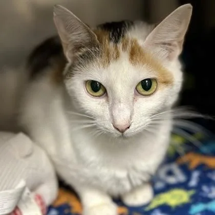 An adult medium-sized female Calico Domestic Short Hair cat named Cheetara for adoption in Athens, GA