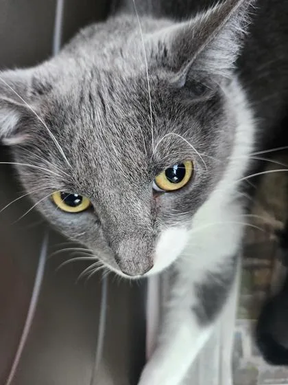 A young medium-sized female Domestic Short Hair cat named Star for adoption in Columbus, IN