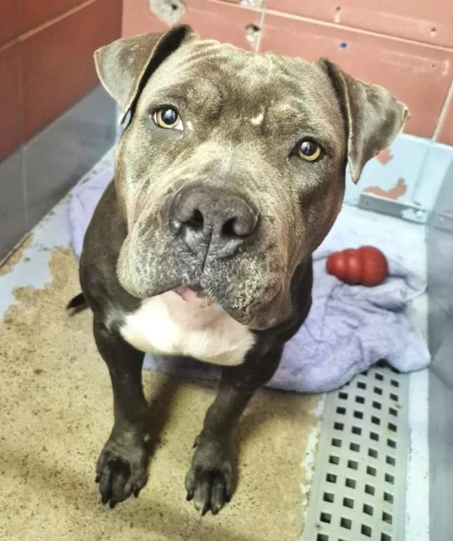 An adult large-sized female Staffordshire Bull Terrier dog named Rita for adoption in Houston, TX