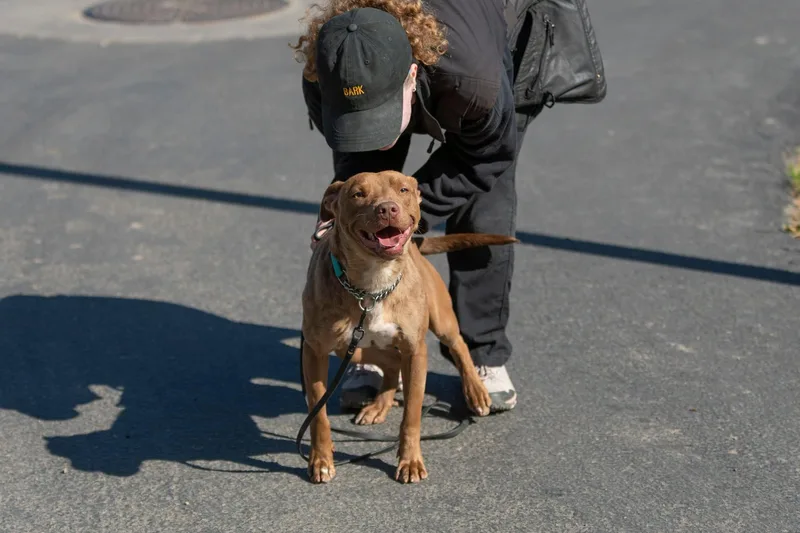 A young medium-sized male Brown / Chocolate Pit Bull Terrier dog named Winston for adoption in Santa Paula, CA