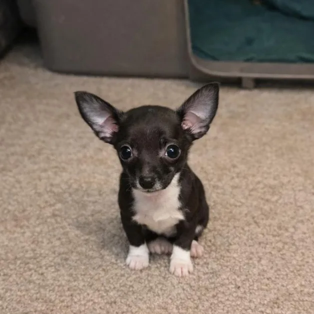 A baby small-sized female Chihuahua dog named Tilly for adoption in Crosby, TX