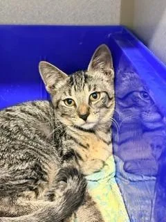 A baby small-sized female Tabby (Brown / Chocolate) Domestic Short Hair cat named Marin for adoption in Winter Haven, FL