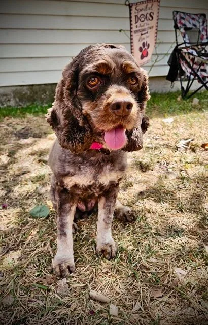 An adult small-sized female Cocker Spaniel dog named Brandy for adoption in Austin, TX