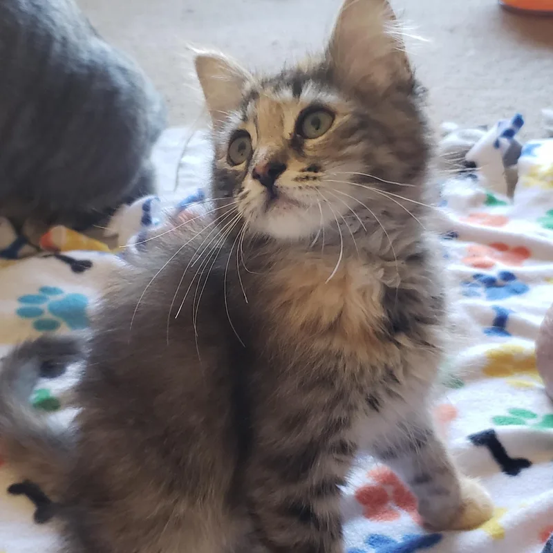 A baby medium-sized female Torbie Domestic Short Hair cat named Dolly for adoption in Silverton, OR