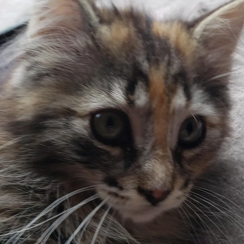 Dolly thumbnail 2