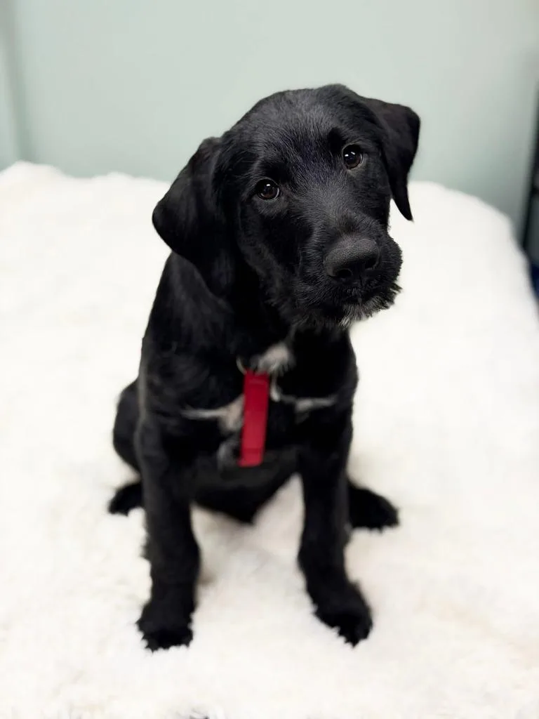 Chocolate Lava thumbnail 2