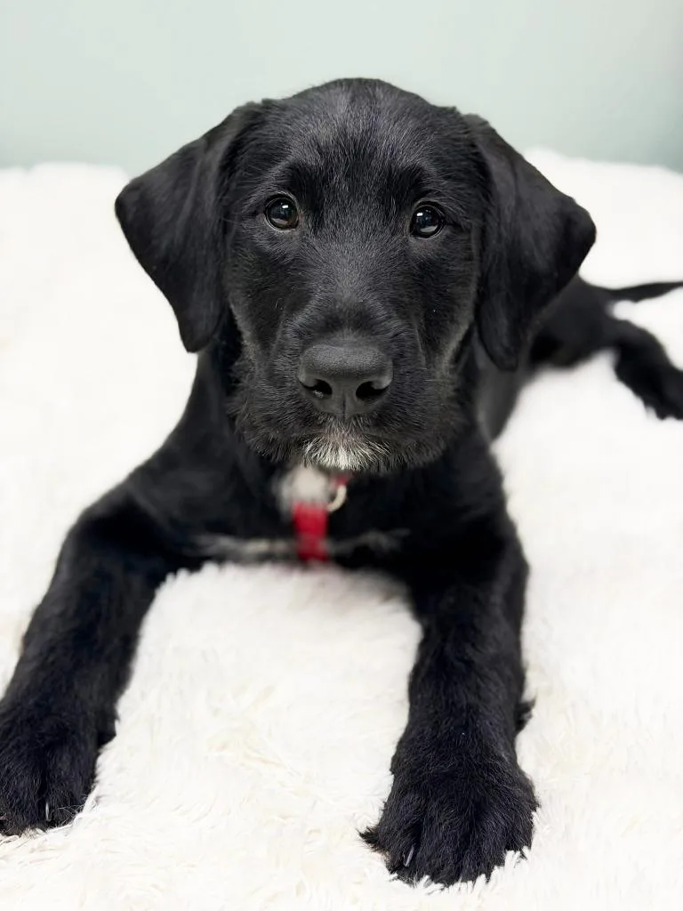 Chocolate Lava thumbnail 3