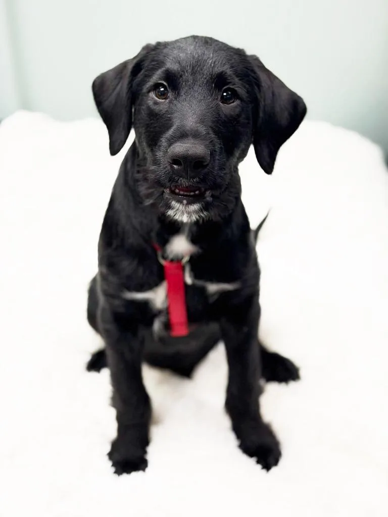 Chocolate Lava thumbnail 4