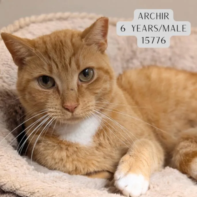 An adult medium-sized male Tabby (Orange / Red) Domestic Short Hair cat named Archie for adoption in Supply, NC