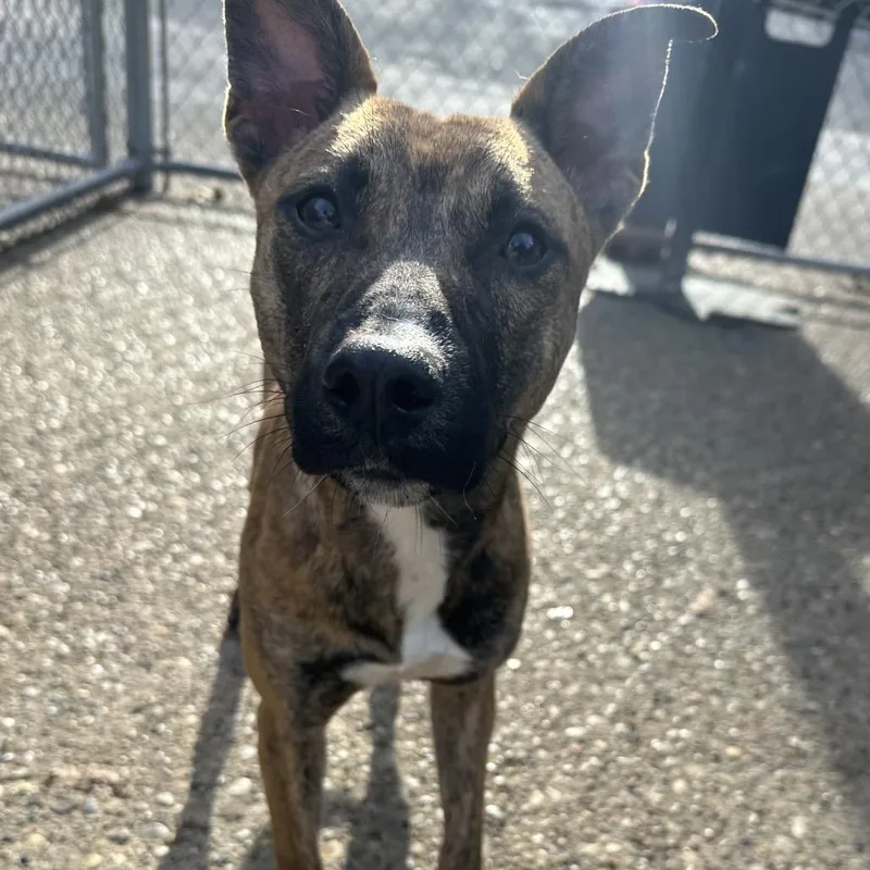 A young medium-sized female Brindle Mixed Breed dog named Layla for adoption in Charleston, WV