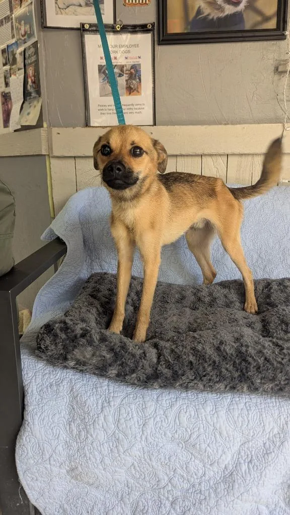 A young small-sized male Chihuahua dog named Timon for adoption in Fort Worth, TX