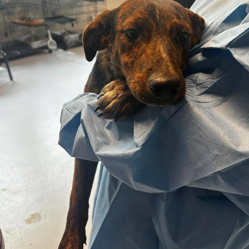 A young medium-sized male Brindle Mixed Breed dog named Billy for adoption in Huntington, WV