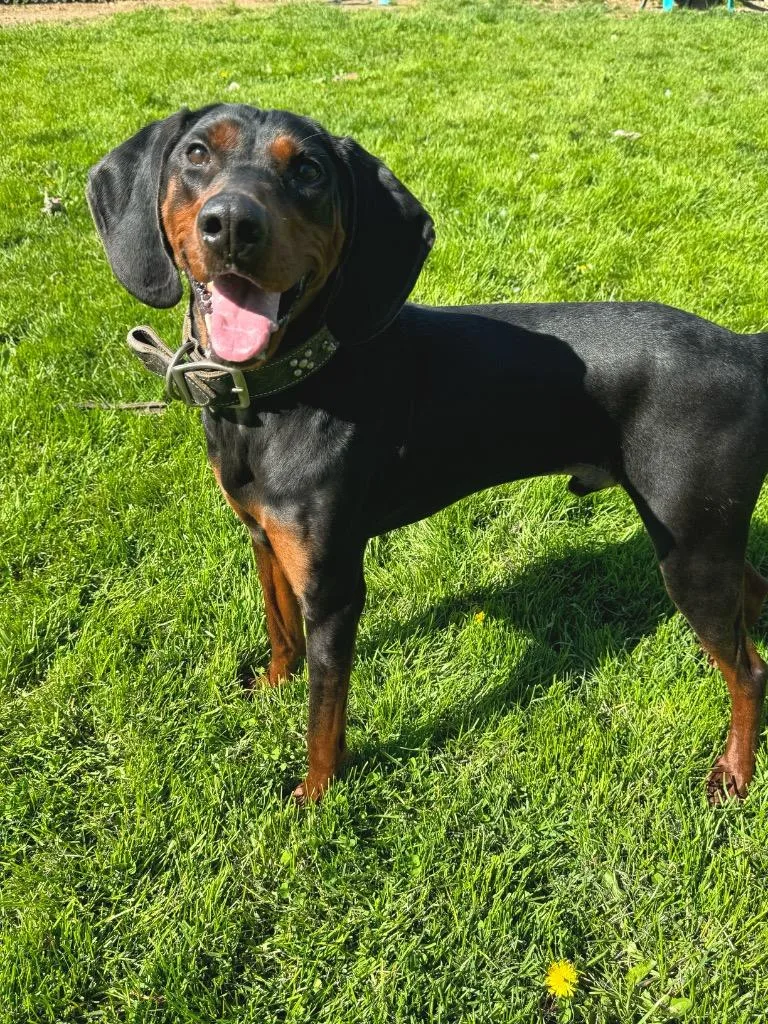 An adult medium-sized male Hound dog named Ernest for adoption in Marion, OH
