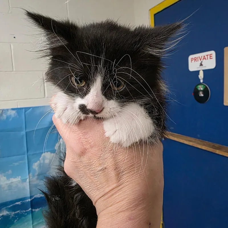 A baby small-sized male Black Domestic Long Hair cat named Luxray for adoption in Eureka Springs, AR