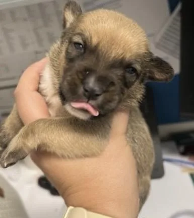 A baby medium-sized female Belgian Shepherd / Malinois dog named Burlinda for adoption in Houston, TX