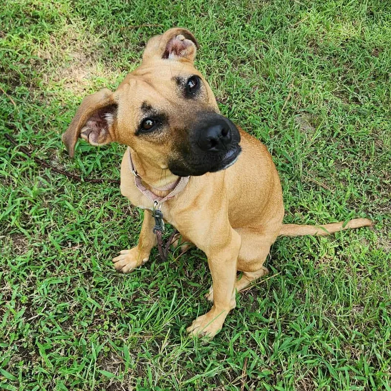 A young medium-sized female Bicolor Black Mouth Cur dog named Tula for adoption in Houston, TX