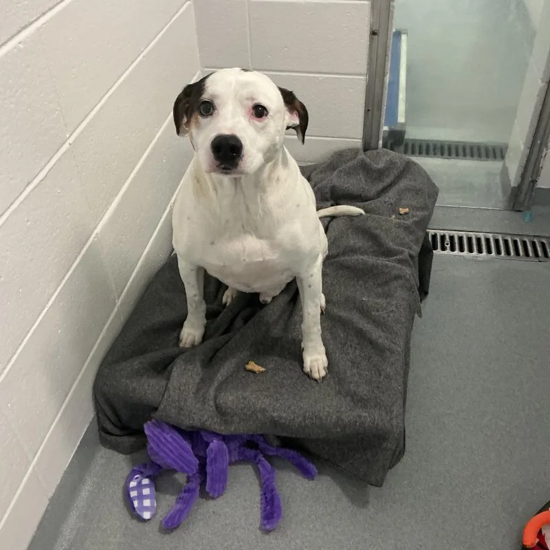 A senior large-sized male White / Cream Mixed Breed dog named Eddie for adoption in Spruce Pine, NC