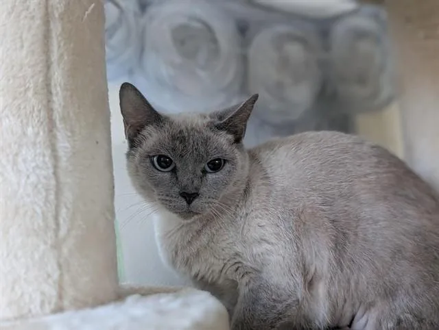 A young small-sized female Siamese cat named Filomena for adoption in Camarillo, CA