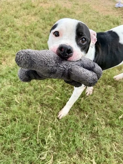 An adult large-sized male Mixed Breed dog named Boss for adoption in Atlanta, GA