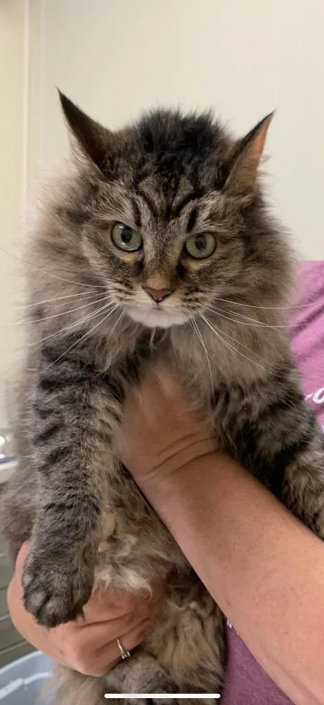 An adult medium-sized female Domestic Long Hair cat named Artemis for adoption in Christiansburg, VA