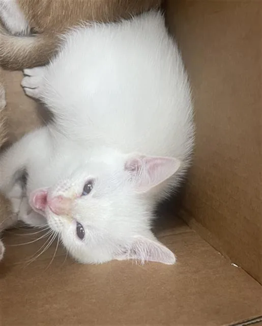 A baby medium-sized male Domestic Short Hair cat named Ceader for adoption in Dallas, TX