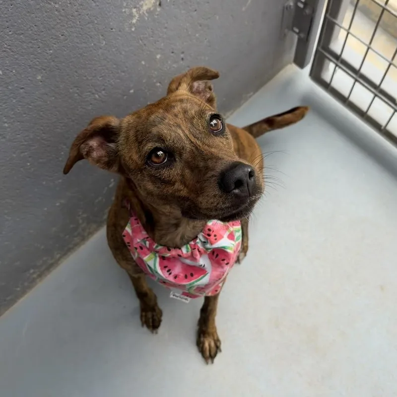 An adult medium-sized female Brindle Terrier dog named Roo for adoption in Kyle, TX