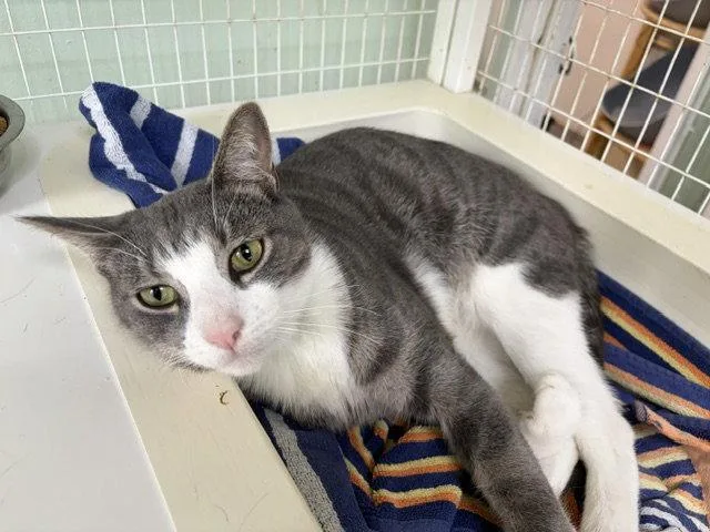 An adult medium-sized male Tabby (Gray / Blue / Silver) Tabby cat named Jagger for adoption in Chicago, IL