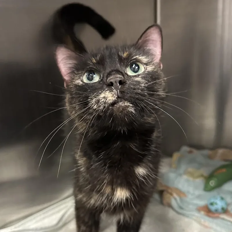 An adult large-sized female Tortoiseshell Domestic Short Hair cat named Myra for adoption in Hinsdale, IL