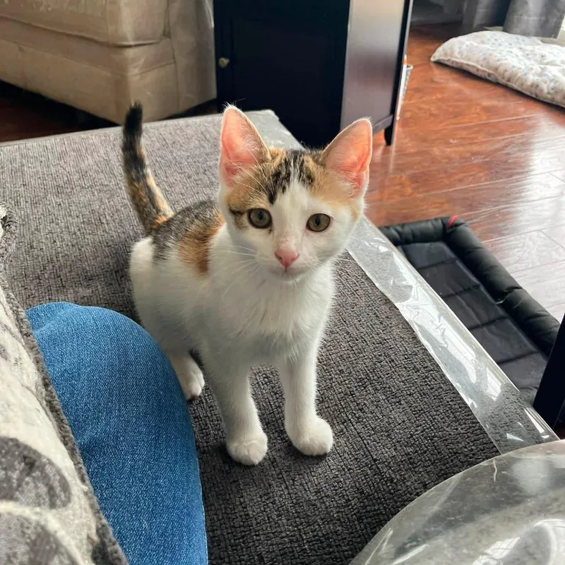 A baby small-sized female Calico Domestic Short Hair cat named Flamingo for adoption in Lyndhurst, VA