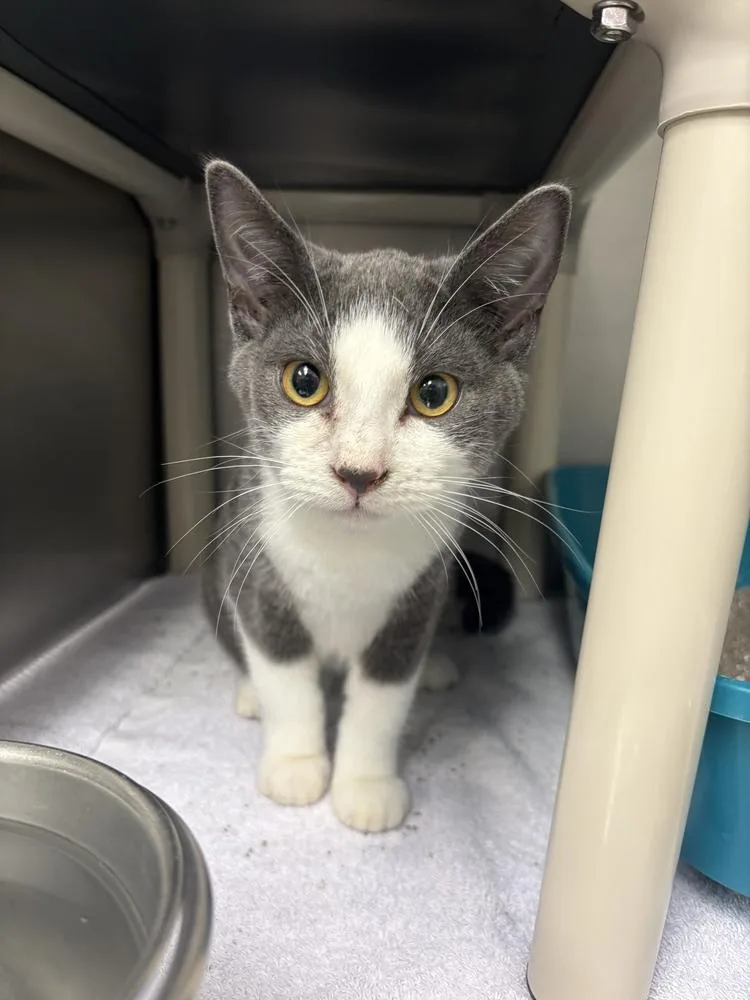 A baby medium-sized male Gray & White Domestic Short Hair cat named Noah for adoption in Bowling Green, OH