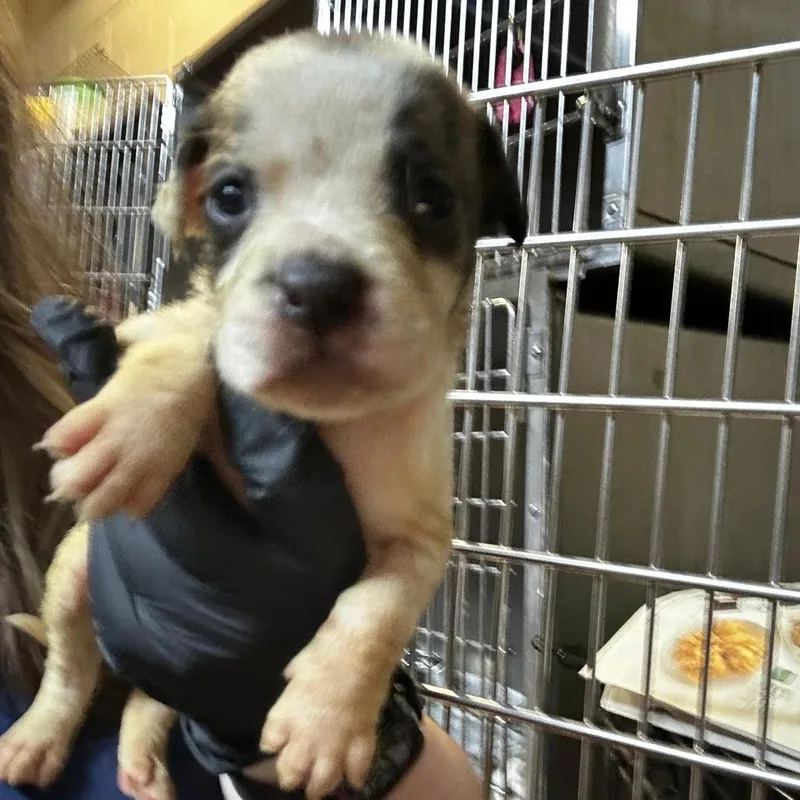 A baby medium-sized female White / Cream Mixed Breed dog named Texas for adoption in Gadsden, AL