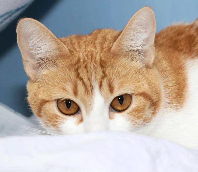 A young medium-sized female Tabby (Orange / Red) Domestic Short Hair cat named Sequin for adoption in Cincinnati, OH