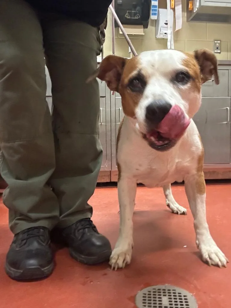 An adult medium-sized female Mixed Breed dog named Moona Vinson for adoption in Douglasville, GA