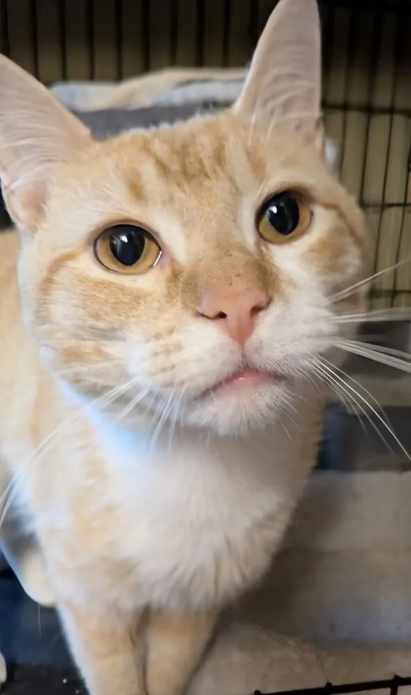 An adult medium-sized male Domestic Short Hair cat named Seager for adoption in Duxbury, MA