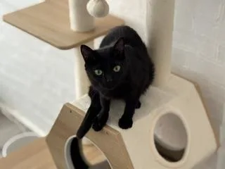 A young medium-sized female Black Domestic Short Hair cat named Vanessa for adoption in Philadelphia, PA