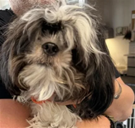 An adult small-sized female Maltese dog named Salty for adoption in Los Angeles, CA