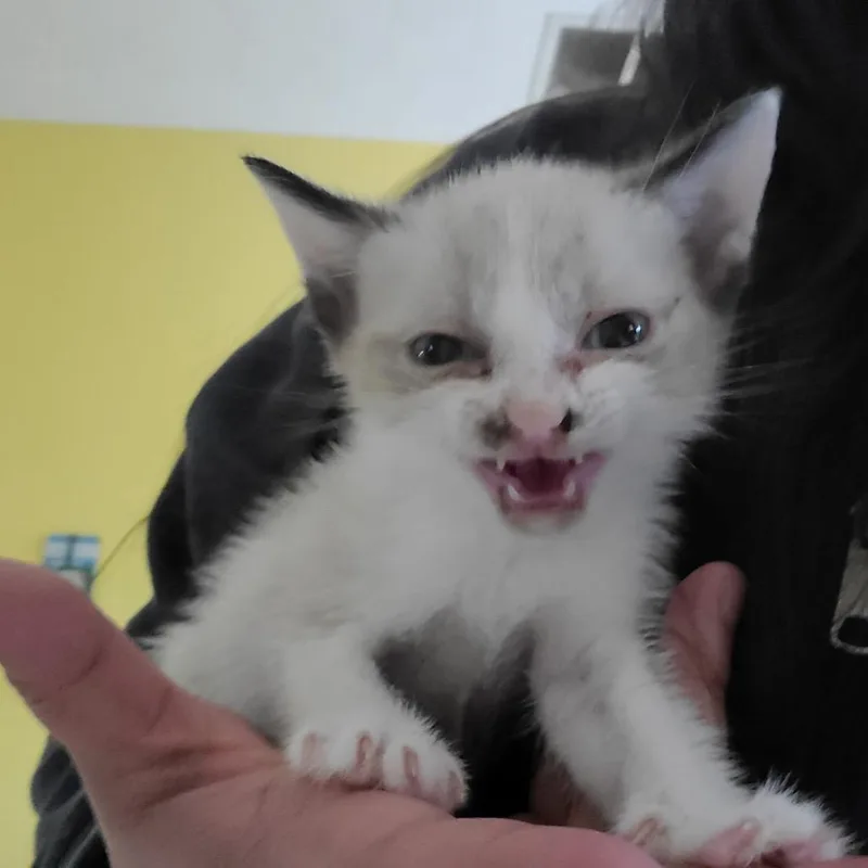 A baby small-sized male White Siamese cat named Tofu for adoption in Cartersville, GA