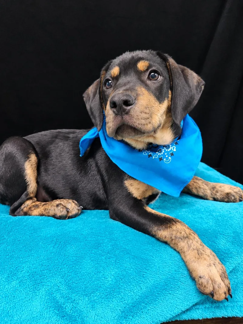 A baby medium-sized female Bicolor Mixed Breed dog named Fancy SS for adoption in South Portland, ME