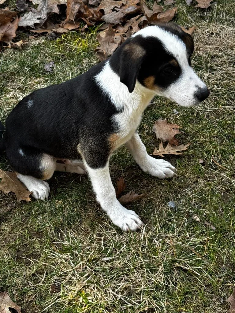 A baby medium-sized male Setter dog named Ollie Fuzz for adoption in Gorham, ME