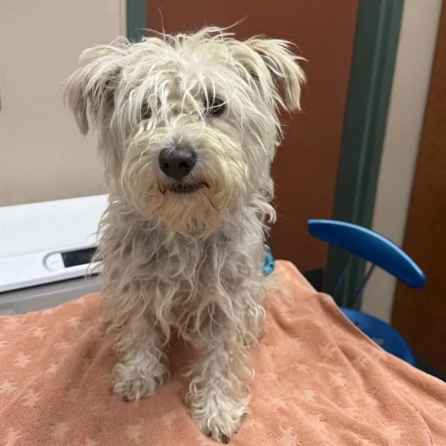 A young small-sized male Lhasa Apso dog named Louie for adoption in Rancho Cucamonga, CA